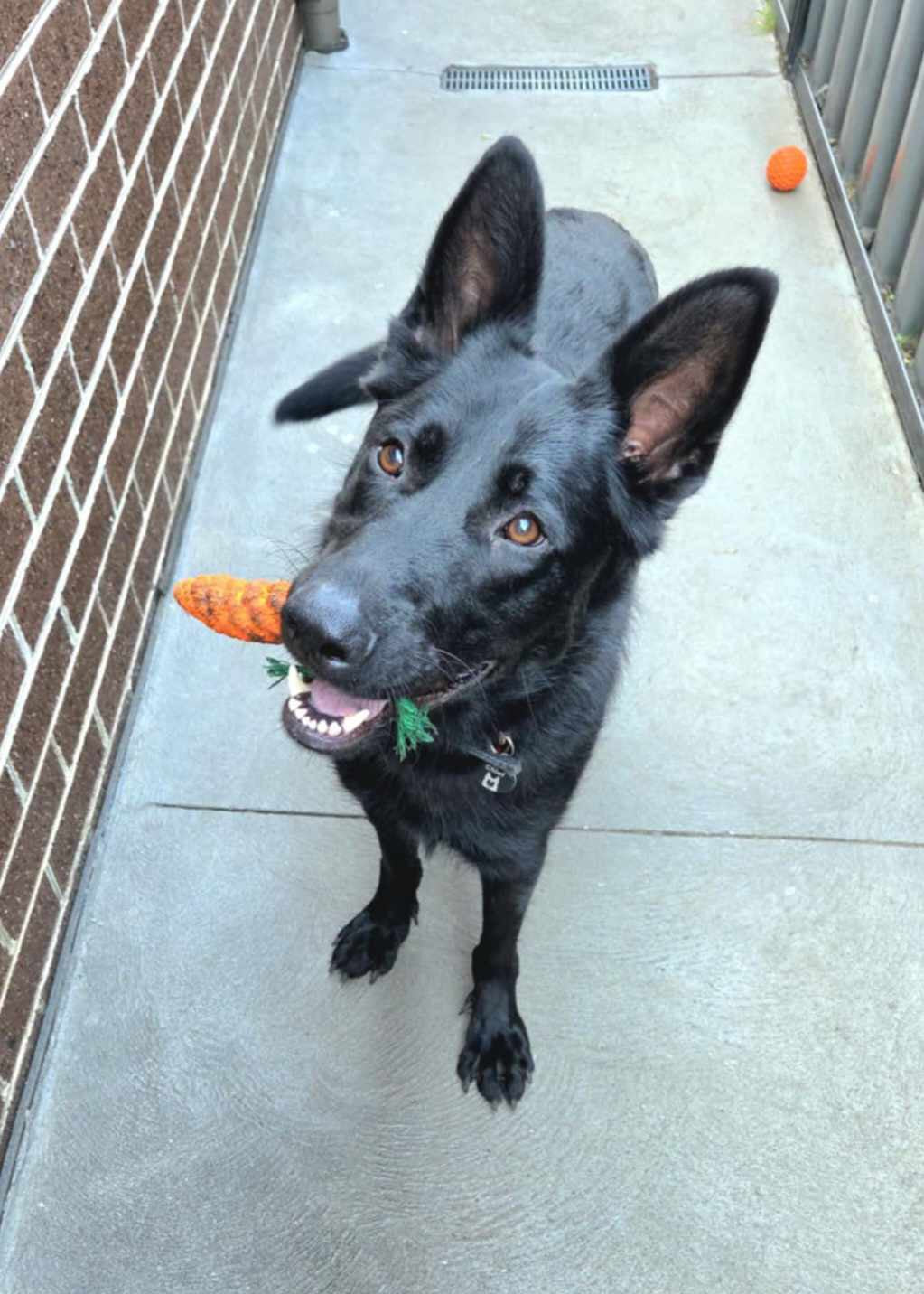 Carrot Rope Chew Toy with dog
