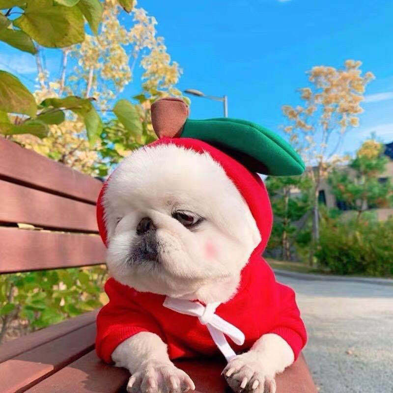 Dog Hoodie Fruit Design for Small Dogs and Cats