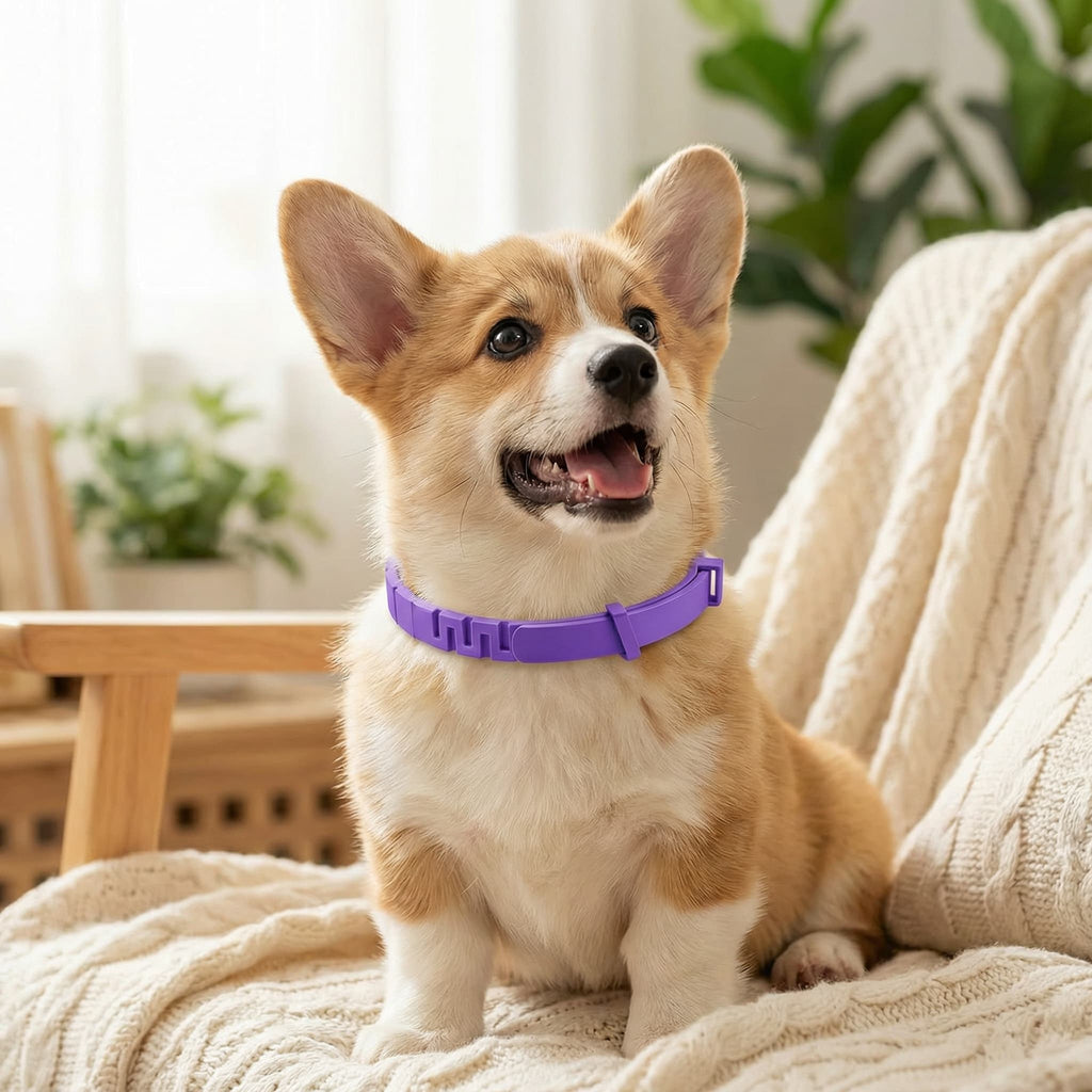 Calming Collar - All Color Options