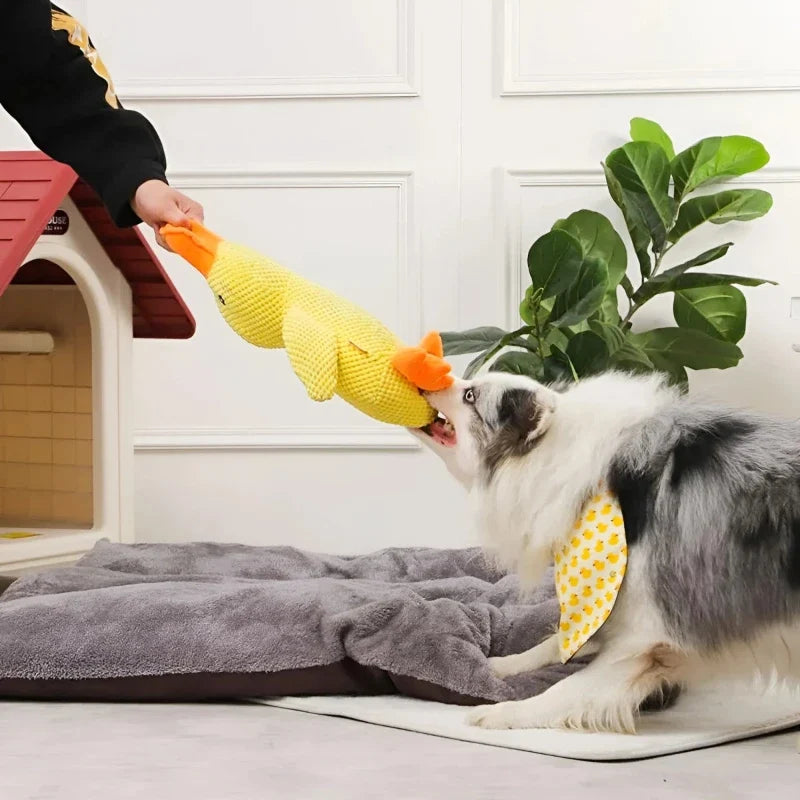 Dogs Playing with Duck Toy