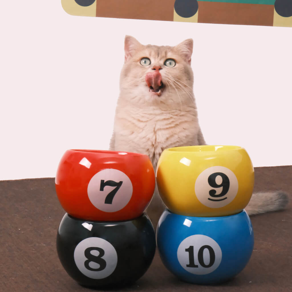 Billiard ceramic cat bowl elevated design