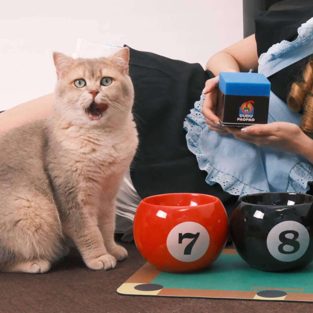Cat eating from billiard bowl