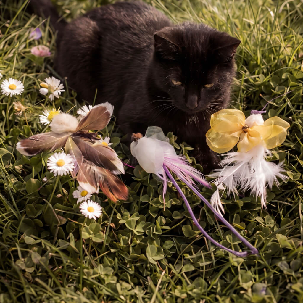 Natural Feather Cat Teaser Toy - Main View